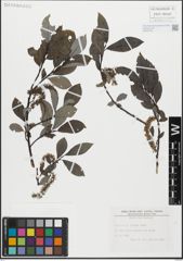 Foto von Salix glabra Scop.